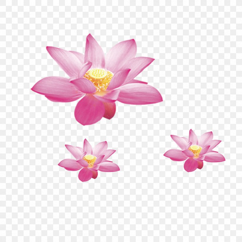 Nelumbo Nucifera Symbol Flower, PNG, 1000x1000px, Nelumbo Nucifera, Aquatic Plant, Flower, Flowering Plant, Lotus Download Free