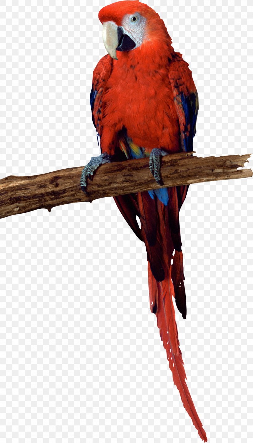 Budgerigar Parrot Parakeet Bird Macaw, PNG, 1200x2104px, Budgerigar, Airport, Animal, Beak, Bird Download Free