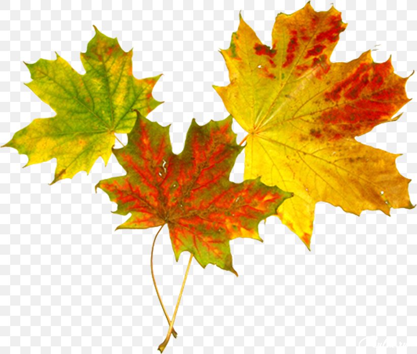 Maple Leaf Autumn Abscission Clip Art, PNG, 820x695px, Leaf, Abscission, Autumn, Digital Image, Drawing Download Free