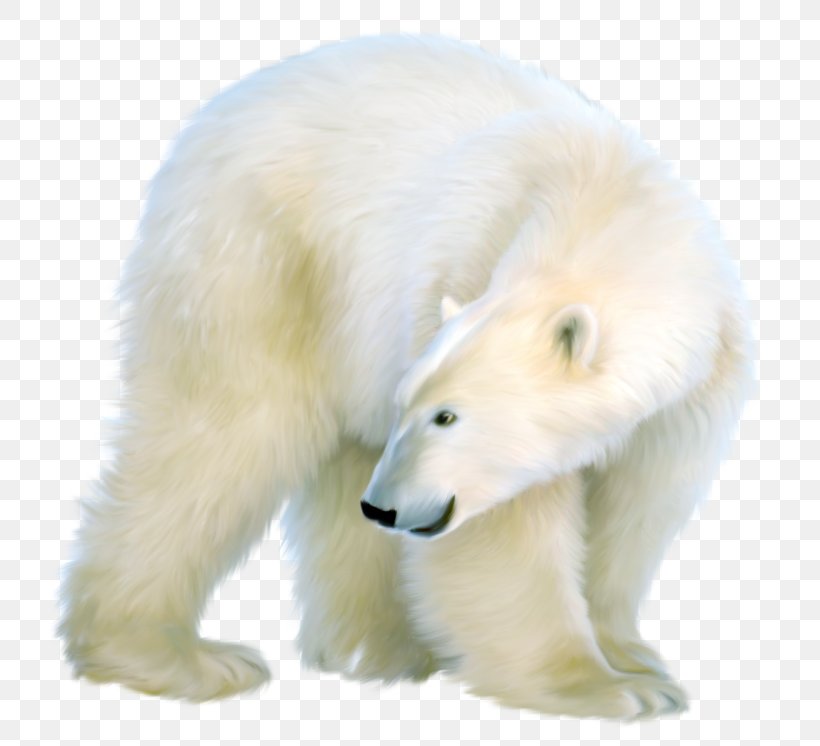 Polar Bear Brown Bear, PNG, 800x746px, Watercolor, Cartoon, Flower, Frame, Heart Download Free