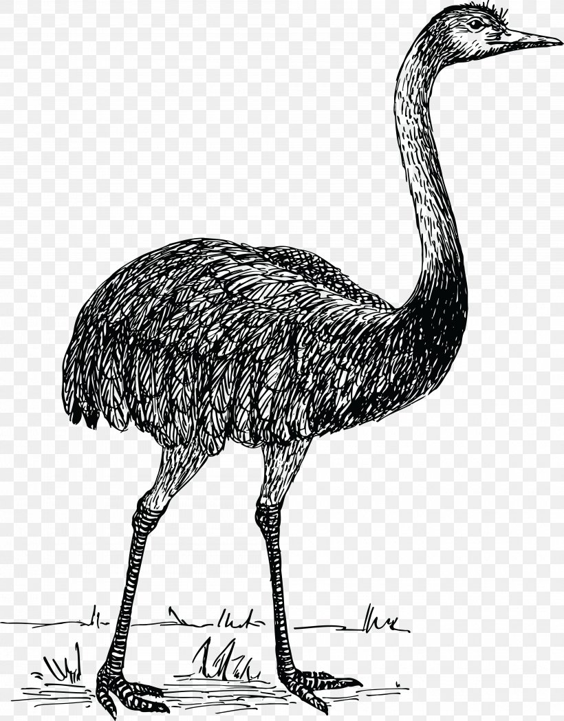 Common Ostrich Flightless Bird Rhea Clip Art, PNG, 4000x5114px, Common Ostrich, Beak, Bird, Black And White, Crane Download Free