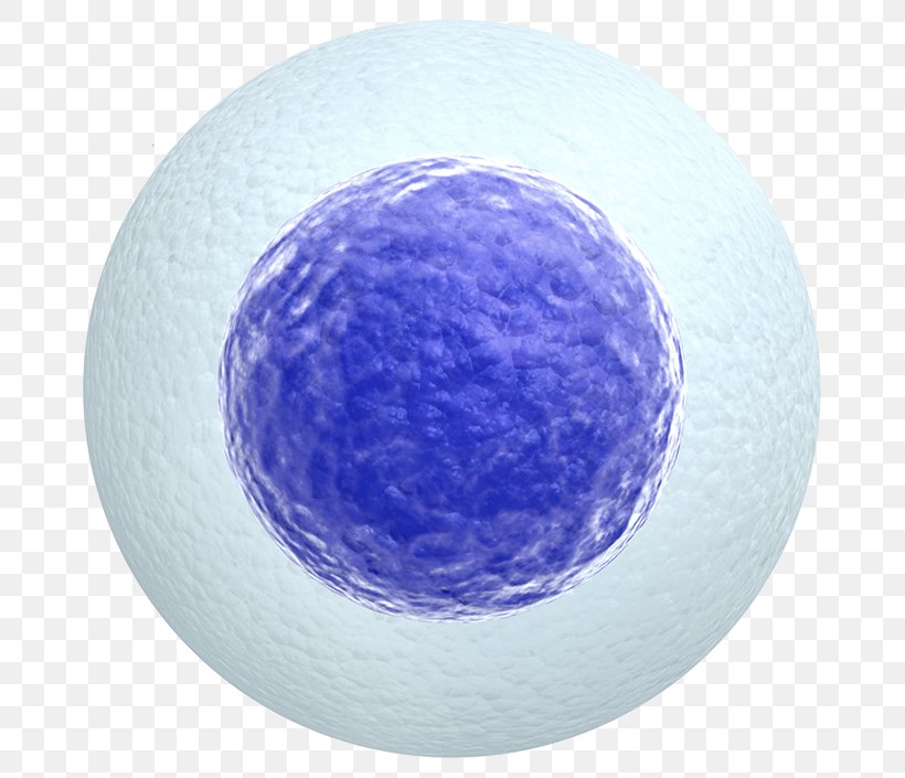 Egg Cell Egg Donation Stock Photography Zygote, PNG, 700x705px, Watercolor, Cartoon, Flower, Frame, Heart Download Free