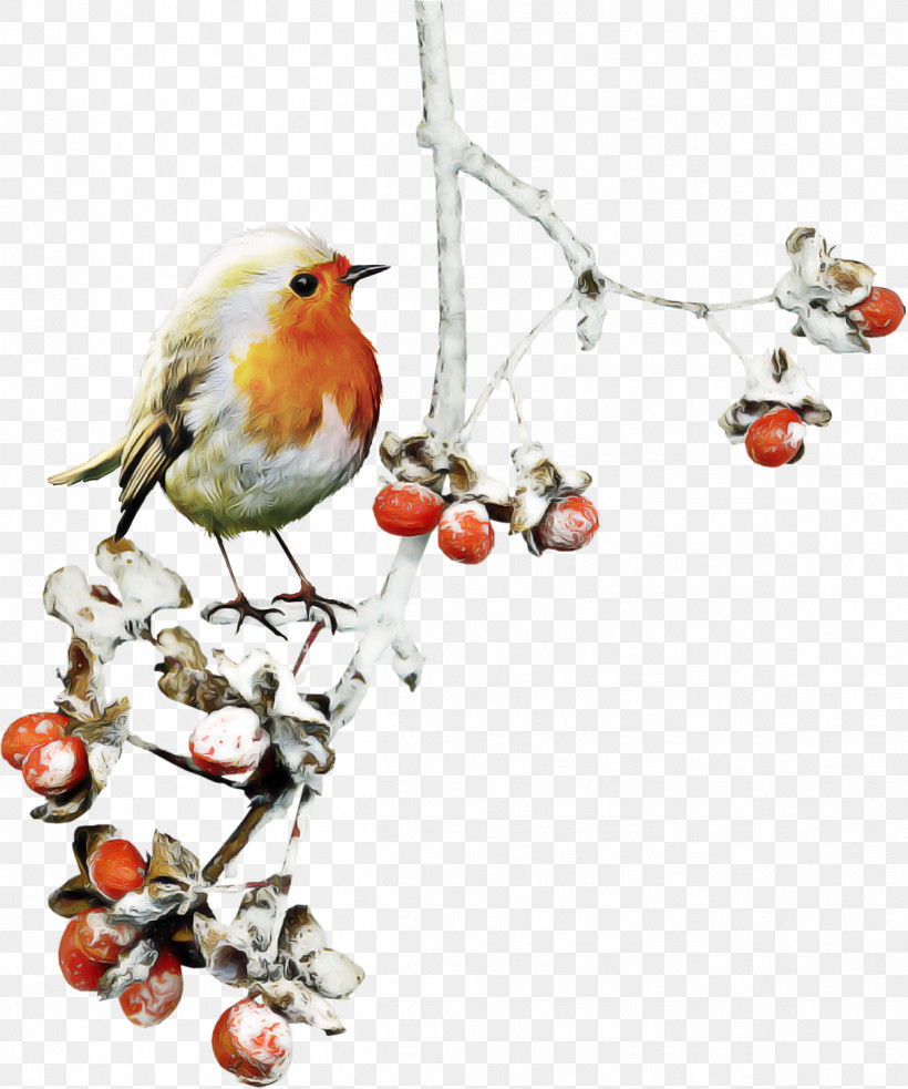Holly, PNG, 1213x1455px, European Robin, Bird, Bird Supply, Branch, Holly Download Free