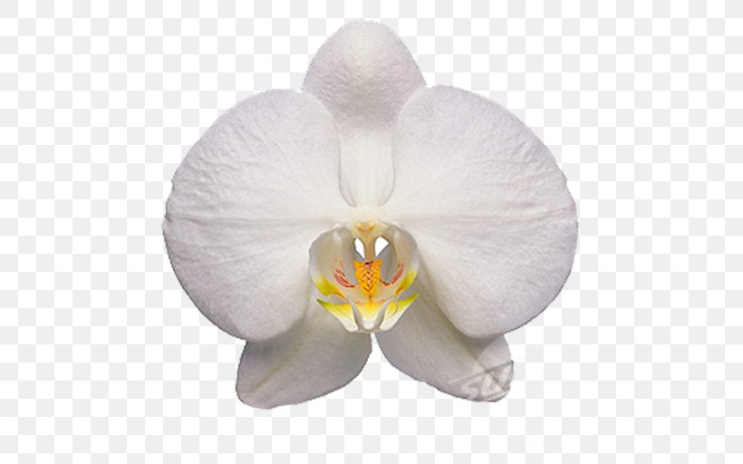 Moth Orchids Flower Clip Art, PNG, 512x512px, Moth Orchids, Boat Orchid, Cattleya, Cattleya Orchids, Common Sunflower Download Free