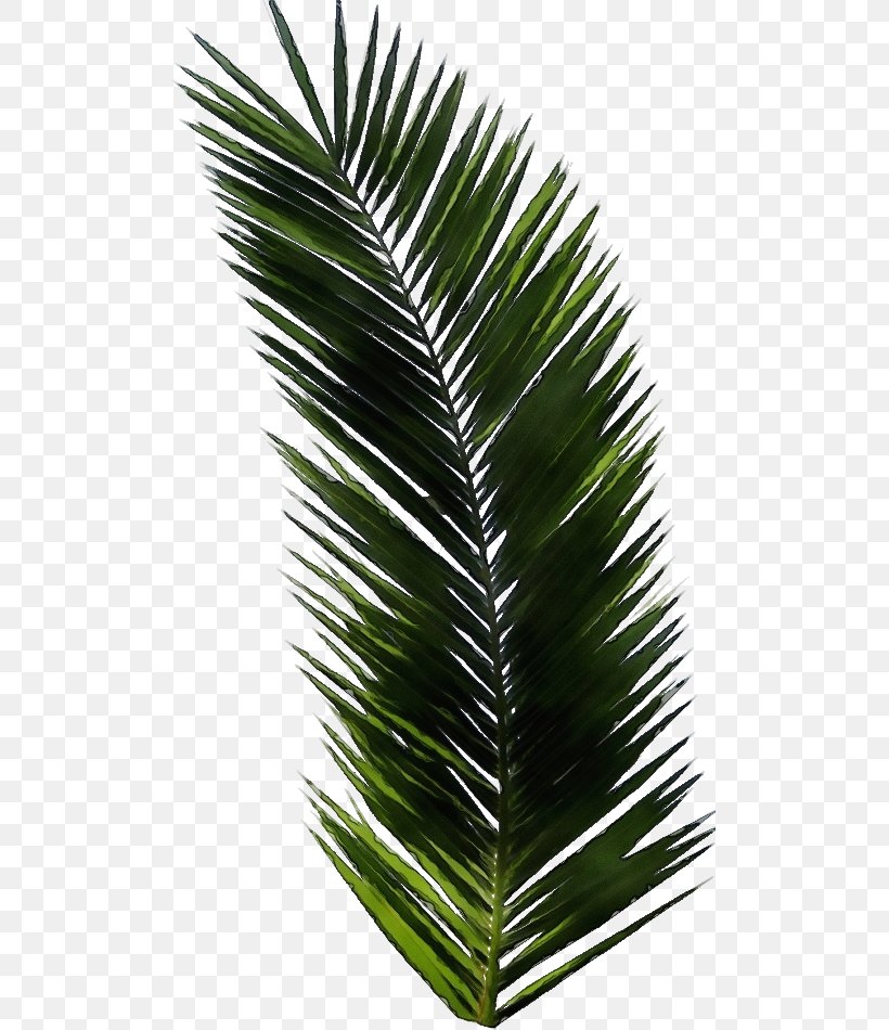 Palm Tree Leaf, PNG, 501x950px, Tshirt, Arecales, Attalea Speciosa, Borassus Flabellifer, Concert Tshirt Download Free