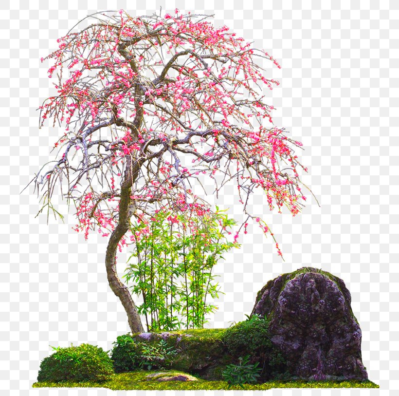 Branch Tree Clip Art Arbres & Arbustes, PNG, 750x813px, Branch, Blossom, Bonsai, Cherry Blossom, Flower Download Free