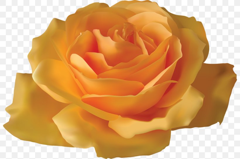 Rose Yellow Flower Clip Art, PNG, 800x543px, Rose, Blue Rose, Color, Cut Flowers, Floribunda Download Free