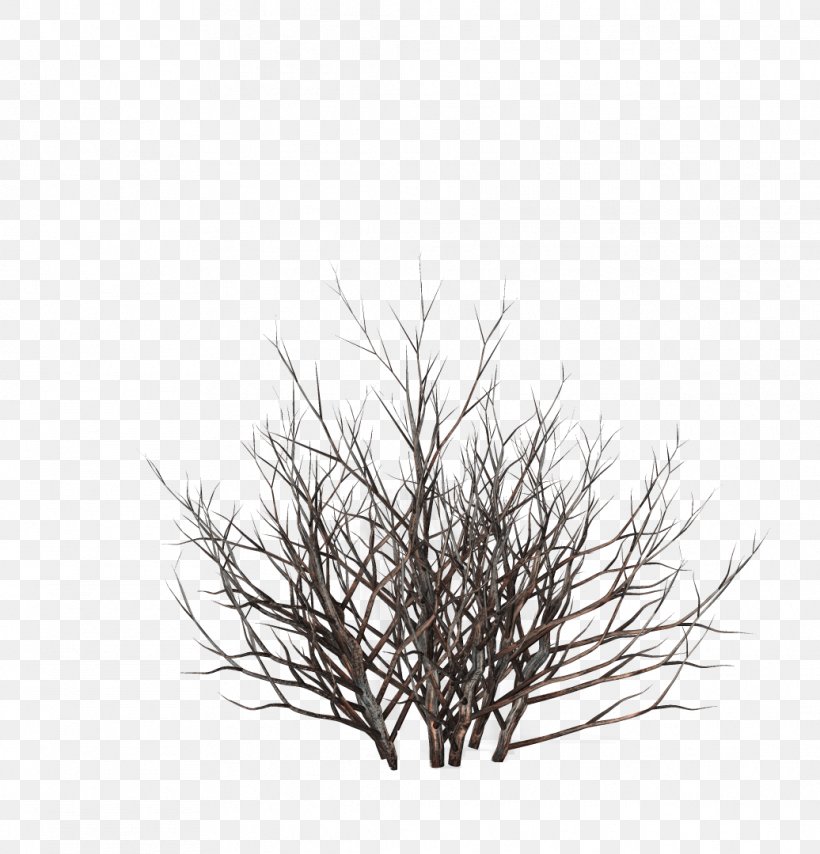 Trees And Shrubs Drawing Trees And Shrubs, PNG, 1036x1079px, Shrub, Branch, Drawing, Grass, Photography Download Free