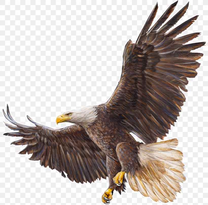 Bald Eagle Drawing, PNG, 1600x1577px, Bald Eagle, Accipitriformes, Beak, Bird, Bird Of Prey Download Free