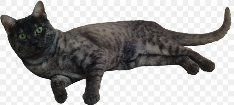 California Spangled American Shorthair Felidae Photography, PNG, 3215x1454px, 3d Rendering, California Spangled, American Shorthair, Animal Figure, Asian Download Free