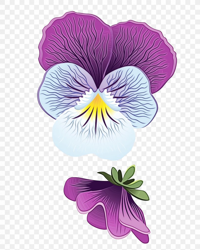 Flower Flowering Plant Wild Pansy Petal Violet, PNG, 1188x1484px, Watercolor, Flower, Flowering Plant, Paint, Pansy Download Free