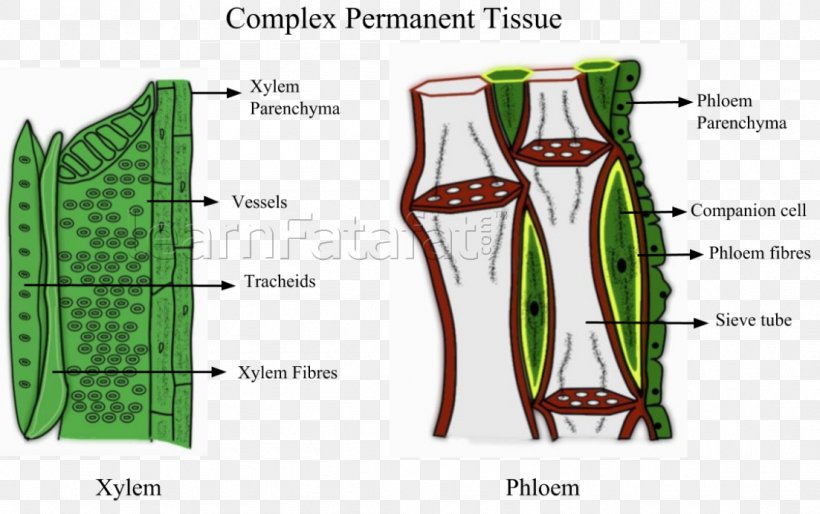 Tissue Phloem Xylem Plant Pletivo, PNG, 1103x692px, Watercolor, Cartoon, Flower, Frame, Heart Download Free