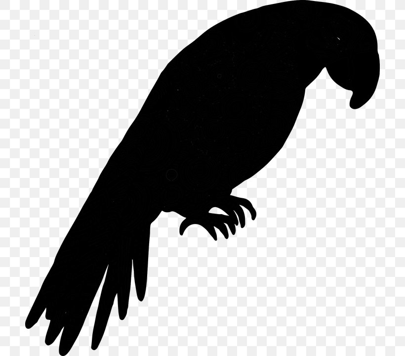 Bird Silhouette Kakapo Beak Animal, PNG, 718x720px, Bird, Animal, Beak, Claw, Fauna Download Free