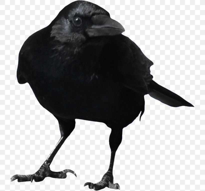 Common Raven Clip Art, PNG, 740x765px, American Crow, Beak, Bird, Black And White, Common Raven Download Free