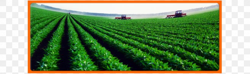 Crop Agriculture Extensive Farming Plantation, PNG, 1000x300px, Crop, Agricultural Machinery, Agriculture, Animal Husbandry, Center Pivot Irrigation Download Free