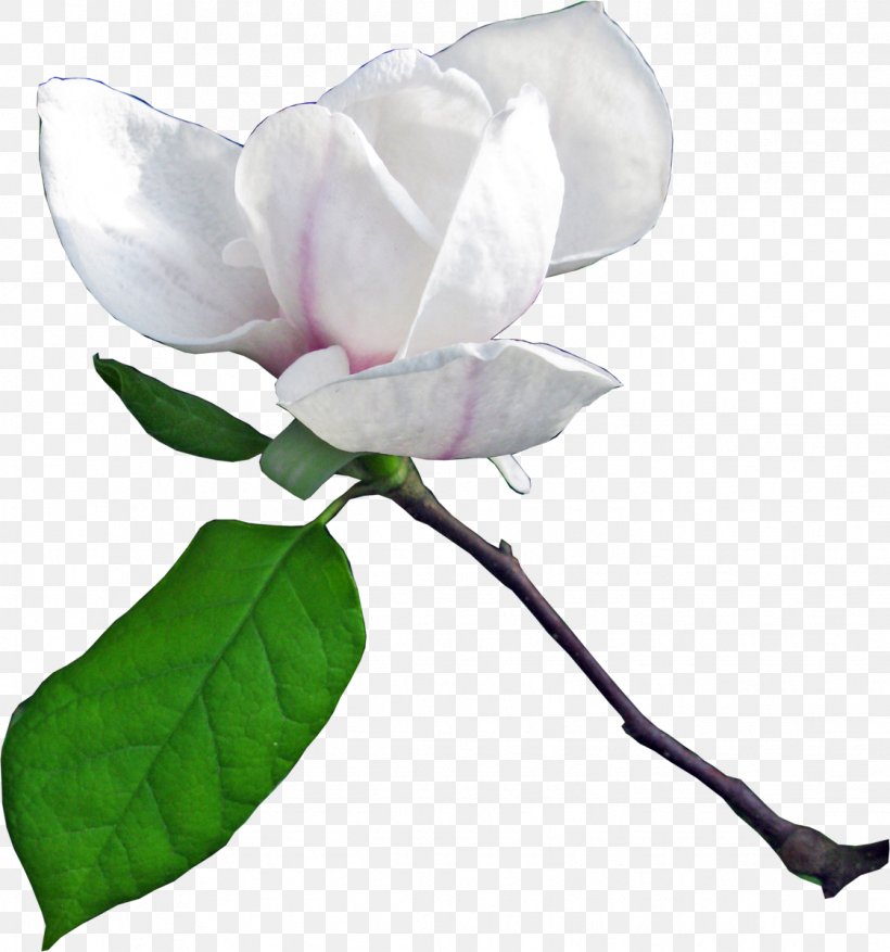 Flower Magnolia Clip Art, PNG, 1122x1200px, Flower, Branch, Bud, Color, Cut Flowers Download Free