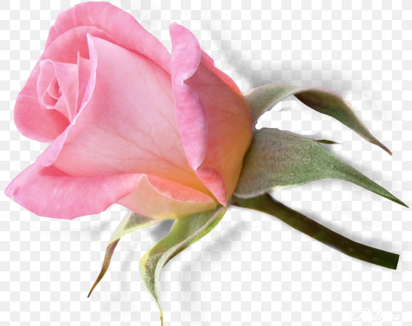 Garden Roses Pink Blog Flower Clip Art, PNG, 808x649px, Garden Roses, Blog, Bud, China Rose, Close Up Download Free