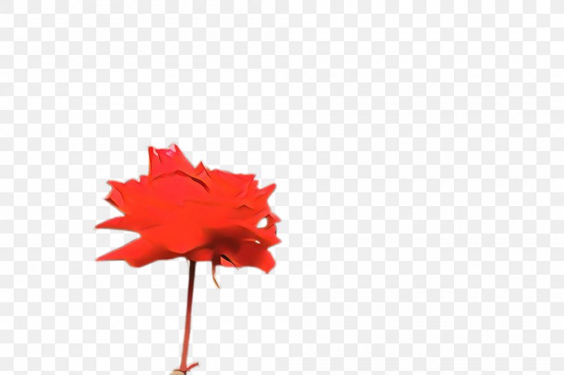 Maple Leaf, PNG, 2000x1332px, Cartoon, Coquelicot, Flower, Leaf, Maple Download Free