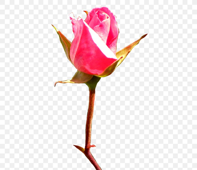 Rose Bud Pink Clip Art, PNG, 452x709px, Rose, Bud, Close Up, Cut Flowers, Flower Download Free