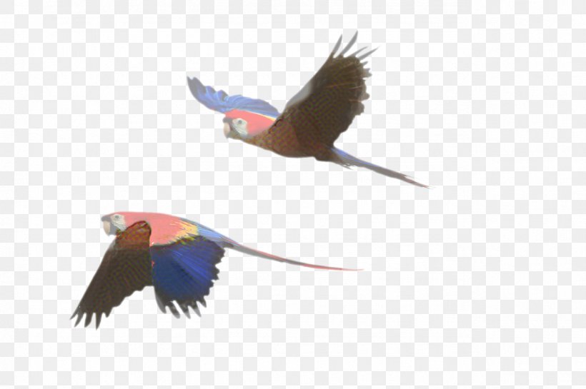 Bird Parrot, PNG, 1279x851px, Bird, Amazon Parrot, Beak, Cockatoo, Feather Download Free