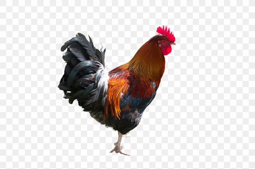 Chicken Cartoon, PNG, 1280x848px, Rooster, Animal, Beak, Bird, Chicken Download Free