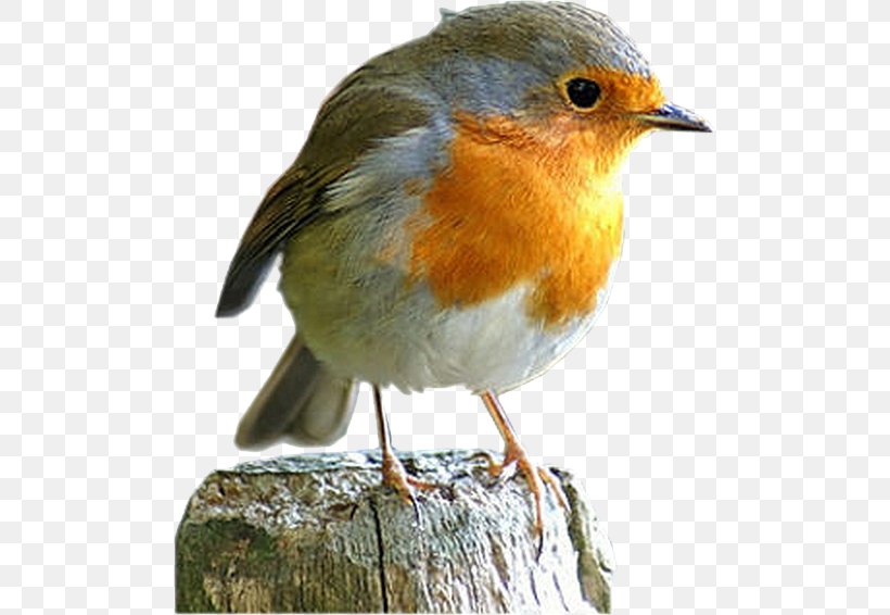 European Robin France Bird Garden Crest, PNG, 500x566px, European Robin, Beak, Bird, Bird Migration, Bird Vocalization Download Free