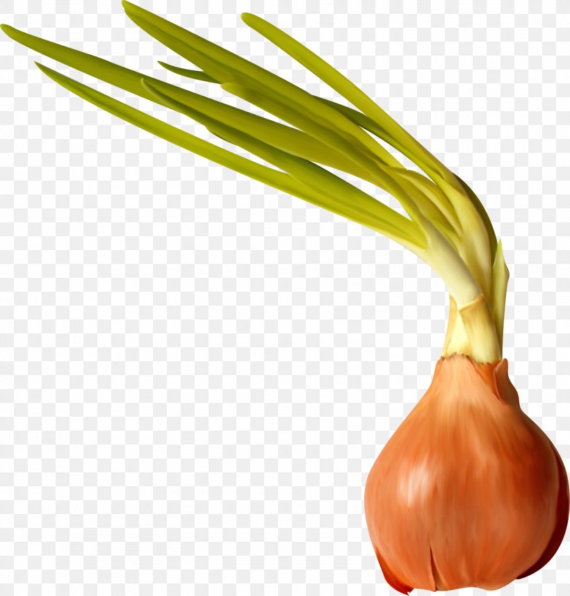 Onion Garlic Food Clip Art, PNG, 1815x1900px, Onion, Alternative Medicine, Carrot, Cuisine, Diet Food Download Free