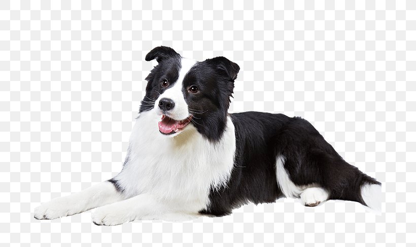 Border Black And White, PNG, 685x488px, Border Collie, American Kennel Club, Australian Collie, Australian Shepherd, Bearded Collie Download Free