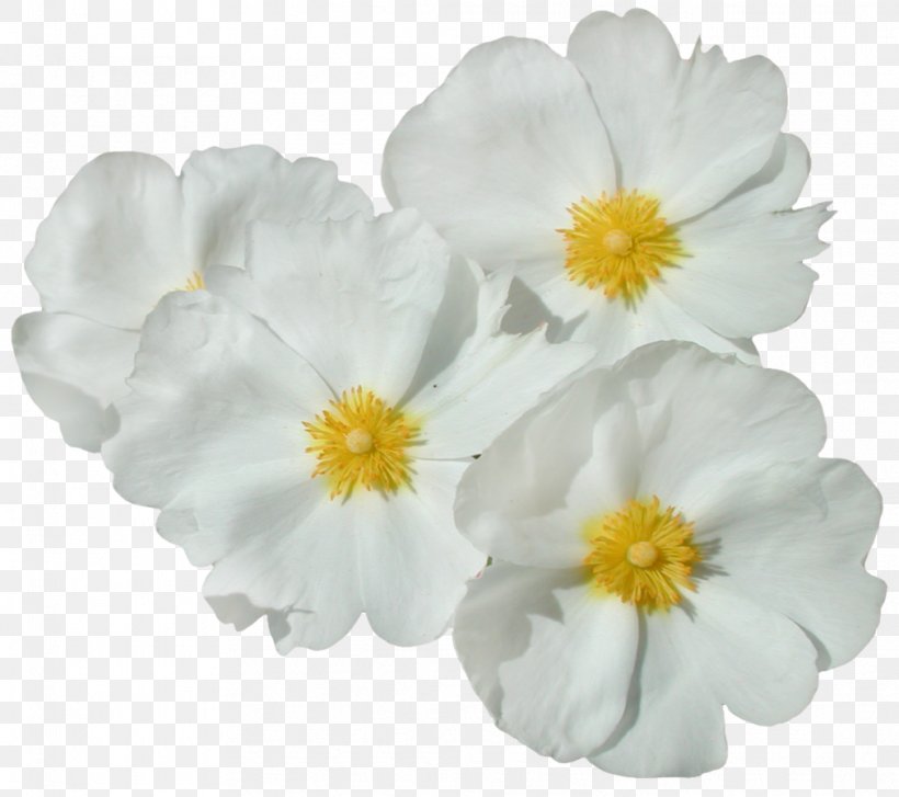 Flower Clip Art, PNG, 1014x900px, Flower, Computer Font, Computer Software, Flowering Plant, Herbaceous Plant Download Free