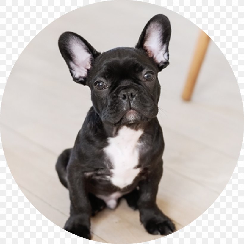 French Bulldog Parson Russell Terrier Jack Russell Terrier Puppy, PNG, 1250x1250px, French Bulldog, Breed, Bulldog, Carnivoran, Cat Download Free