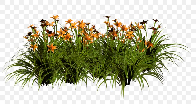 Grasses Floral Design Flowerpot Shrub, PNG, 800x436px, Grasses, Family, Floral Design, Flower, Flowering Plant Download Free