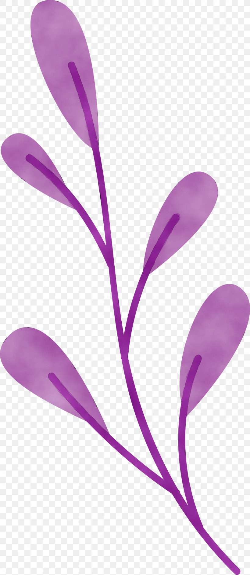 Petal Purple Flower Plants Science, PNG, 1307x3000px, Watercolor, Biology, Flower, Paint, Petal Download Free