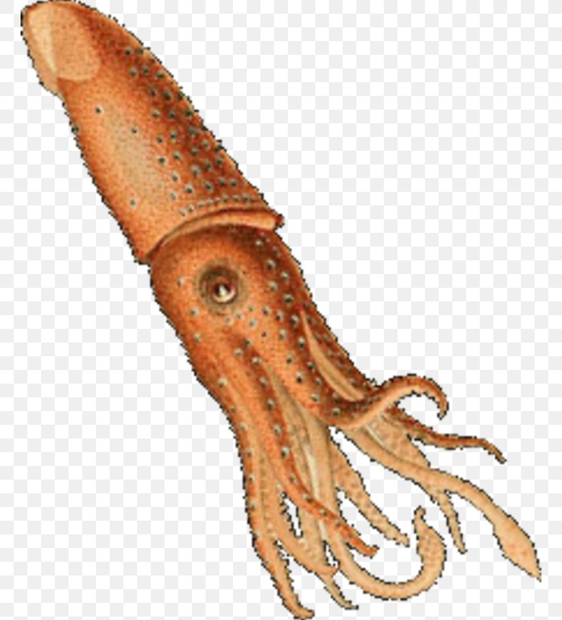 Squid Octopus Histioteuthis Reversa Art, PNG, 760x905px, Squid, Animal Source Foods, Art, Cephalopod, Cetaceans Download Free
