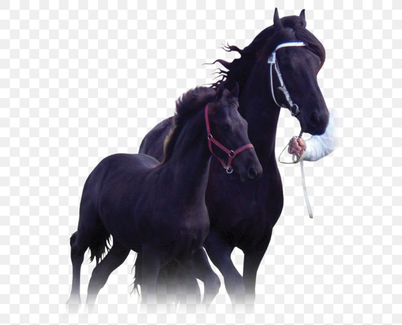 Stallion Mustang Rein Foal Mare, PNG, 563x663px, Stallion, Bit, Bridle, Doerak, Foal Download Free
