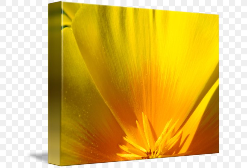California Poppy Gallery Wrap Canvas Printing, PNG, 650x560px, Watercolor, Cartoon, Flower, Frame, Heart Download Free
