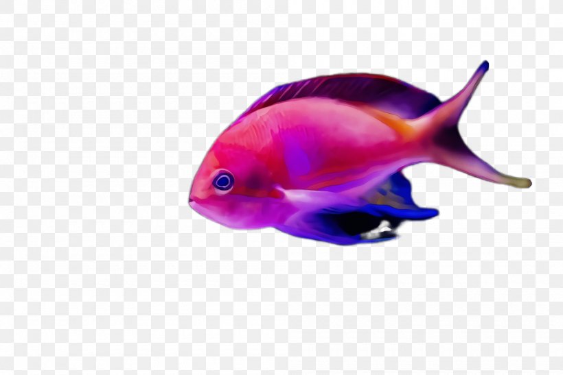 Fish Fish Pink Violet Aquarium Decor, PNG, 2000x1336px, Watercolor, Aquarium Decor, Deep Sea Fish, Fin, Fish Download Free