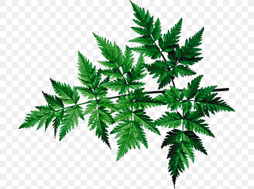 Leaf Plant Stem Tree Clip Art, PNG, 700x610px, Leaf, Branch, Fine Art, Hemp, Herbaceous Plant Download Free