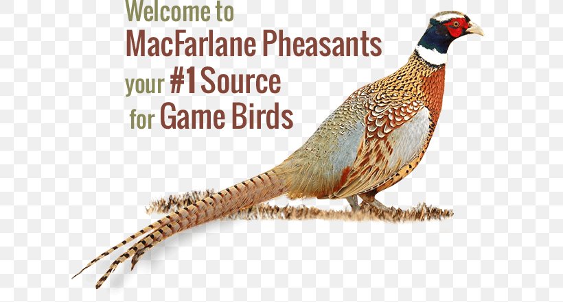 MacFarlane Pheasants Inc. Upland Game Bird Upland Game Bird, PNG, 611x441px, Pheasant, Beak, Bird, Bird Egg, Bird Of Prey Download Free