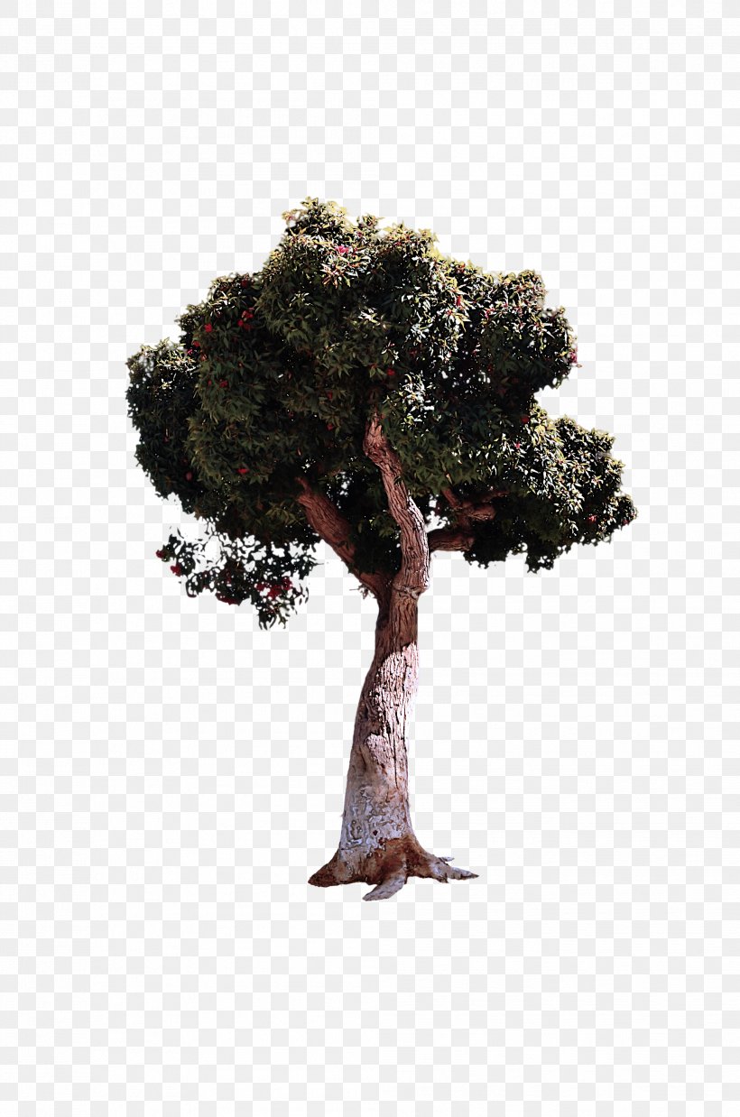 Tree Plant Woody Plant Grass Trunk, PNG, 1987x3000px, Tree, Branch, Grass, Houseplant, Oak Download Free