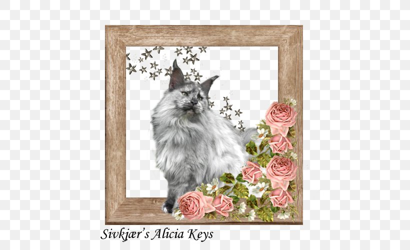 Whiskers Maine Coon Kitten Raccoon, PNG, 500x500px, Whiskers, Carnivoran, Cat, Cat Like Mammal, Flower Download Free