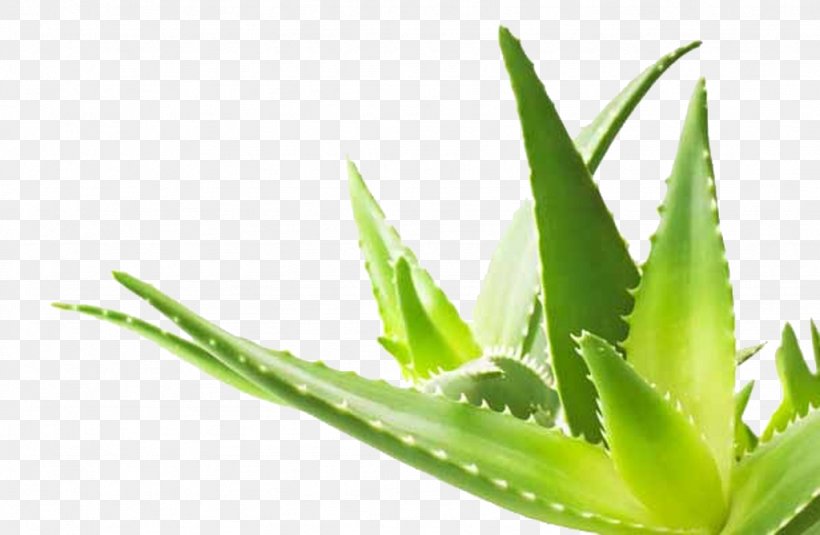 Aloe Vera Plant Gel Skin, PNG, 1024x669px, Aloe Vera, Acne, Aloe, Asphodelaceae, Gel Download Free