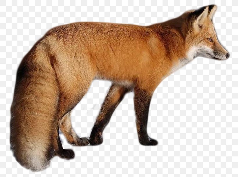 Fox Clip Art, PNG, 800x611px, Fox, Bateared Fox, Carnivoran, Data, Dog Like Mammal Download Free