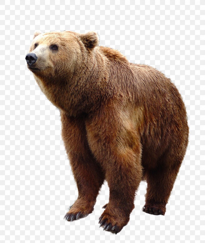 Polar Bear American Black Bear, PNG, 1080x1280px, Bear, American Black Bear, Brown Bear, Carnivora, Carnivoran Download Free
