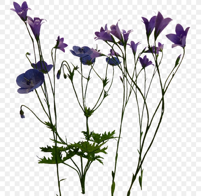 Anemone Cut Flowers Plant Stem Petal Bellflowers, PNG, 770x800px, Anemone, Bellflower Family, Bellflowers, Branch, Branching Download Free