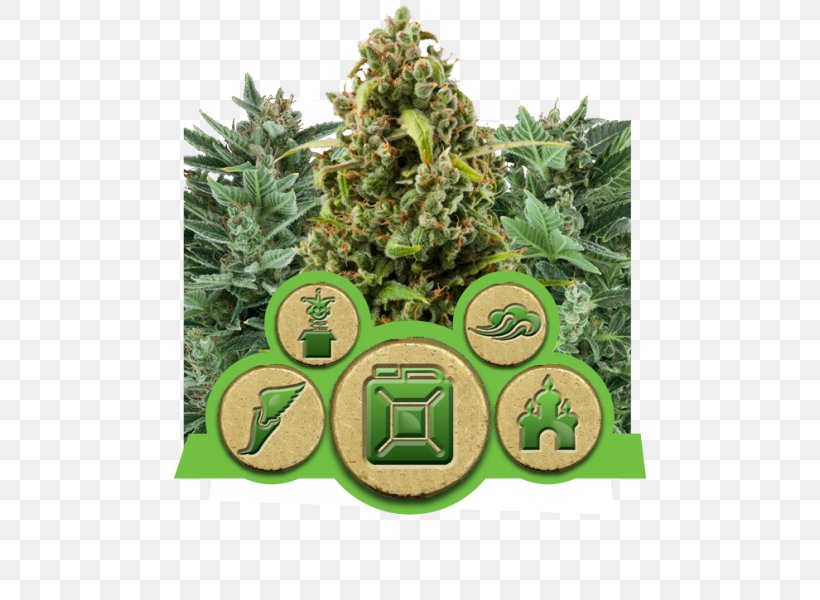 Cannabis Sativa Autoflowering Cannabis Cannabis Cultivation Seed, PNG, 600x600px, Cannabis Sativa, Autoflowering Cannabis, Cannabidiol, Cannabis, Cannabis Cultivation Download Free