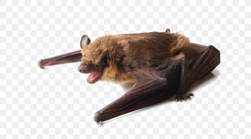 Little Brown Bat Big Brown Bat Bug-Off Exterminators, Inc. House, PNG, 900x500px, Bat, Big Brown Bat, Eastern Red Bat, Fauna, Fur Download Free