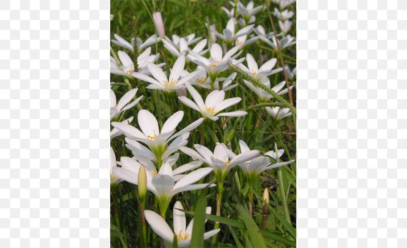 Pyrenees Star Of Bethlehem Garden Star-of-bethlehem CJSC EDELWEISS-M, PNG, 500x500px, Pyrenees Star Of Bethlehem, Edelweiss, Flora, Flower, Flowering Plant Download Free