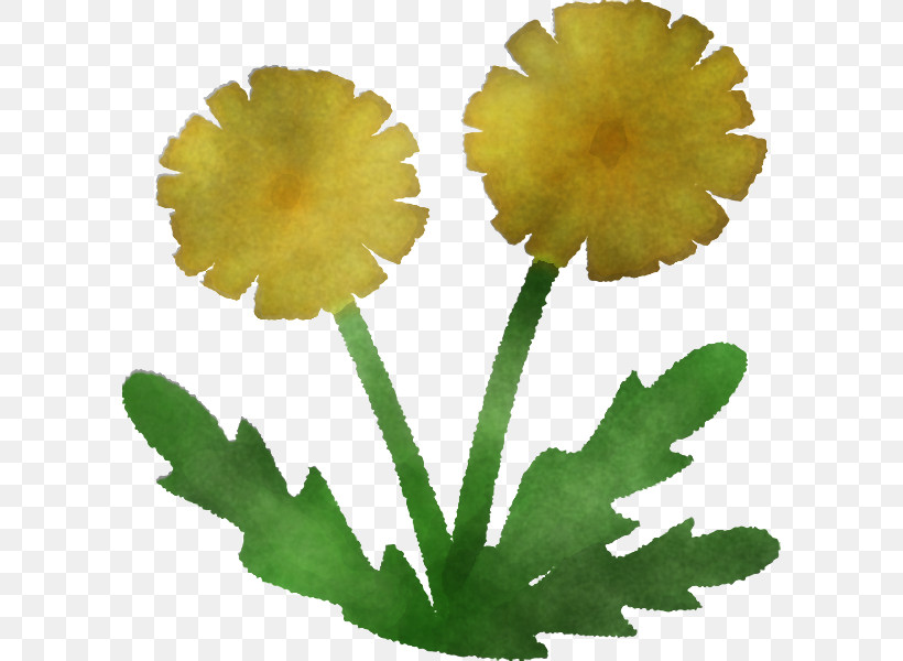Rose, PNG, 598x600px, Plant Stem, Alpine Forgetmenot, Azalea, Branch, Chrysanthemum Download Free