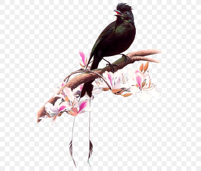 Bird Artist Painting Drawing, PNG, 700x700px, 4k Resolution, Bird, Art, Art Museum, Artist Download Free