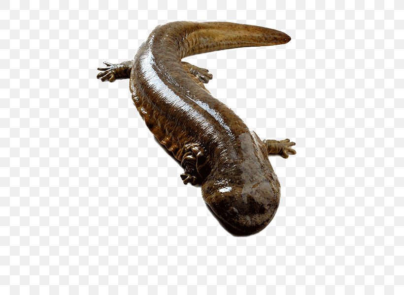 Chinese Giant Salamander Japanese Giant Salamander Amphibian Yangtze Nombre Cientxedfico, PNG, 472x600px, Chinese Giant Salamander, Amphibian, Andrias, Aquaculture, Breed Download Free